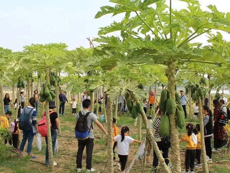 為什么大理研學(xué)夏令營如此受歡迎？