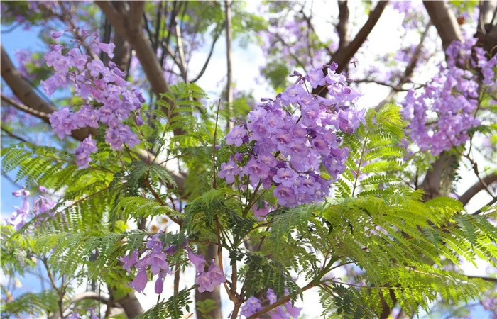 大理的藍花楹開了，邂逅一場“藍花雨”，赴一場紫色浪漫！