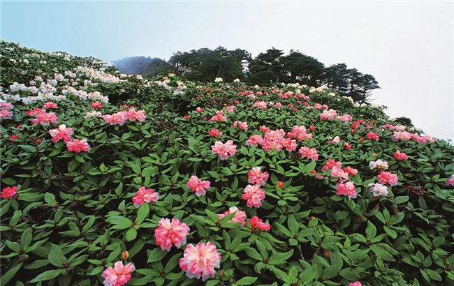 大理旅游 六月，蒼山等你赴一場花的“盛宴”！