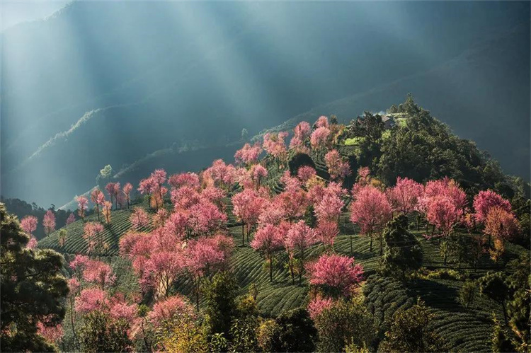 大理櫻花季：南澗無量，秘境花鄉(xiāng)——神仙姐姐居住的地方！快來大理旅游吧！