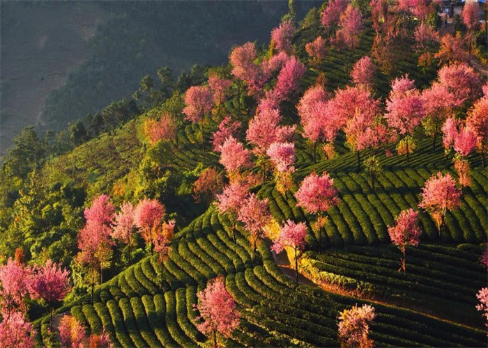 大理旅游：冬日賞櫻，徒步無量山。漫步洱海，打卡s彎小鐮倉。邂逅精靈，洱海紅嘴鷗。